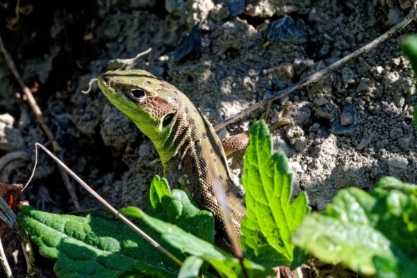 Sciences naturelles en Languedoc