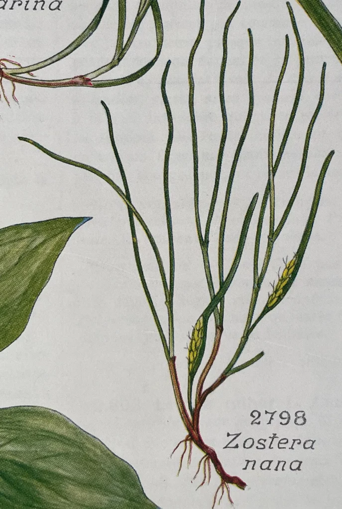 zostera noltei