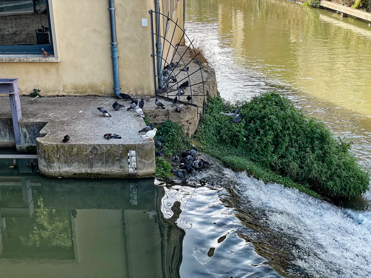 Pigeons regroupés en bord de Robine