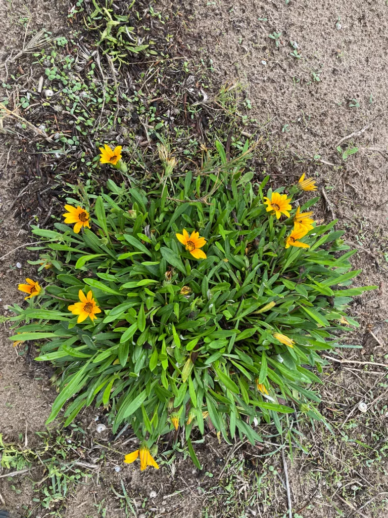 gazania
