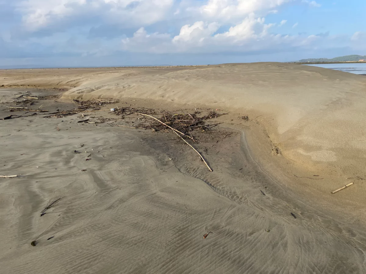 laisses contre dune embryonnaire