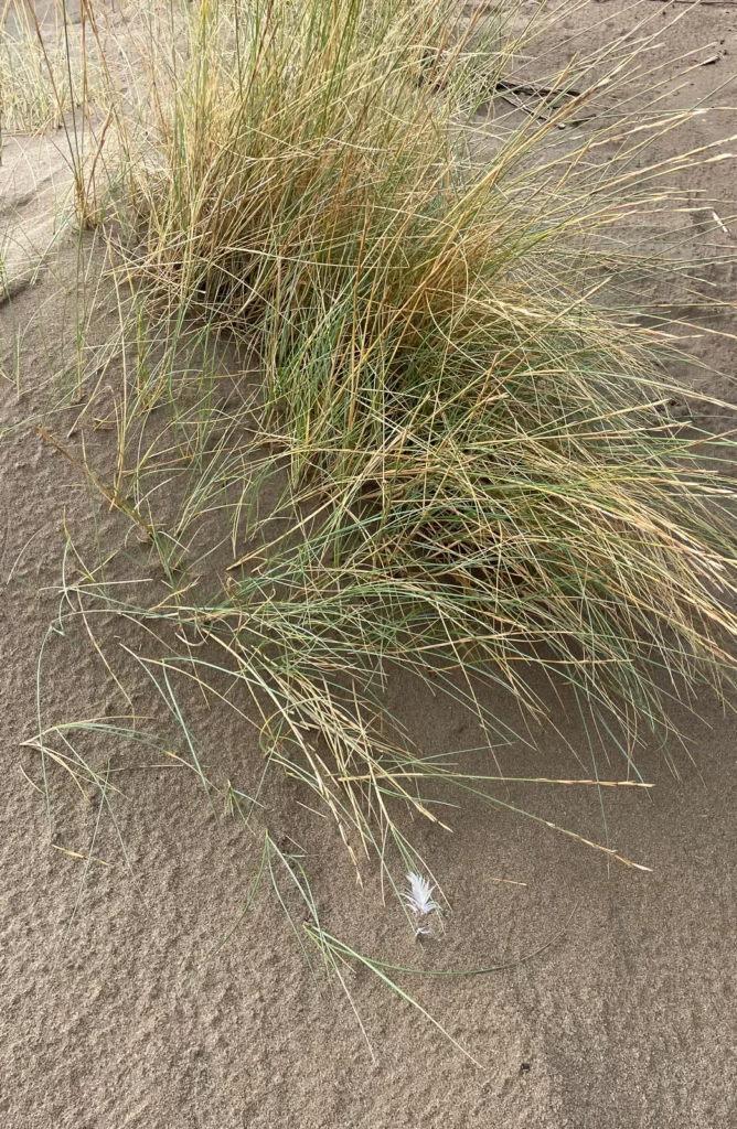 oyat sur dune blanche