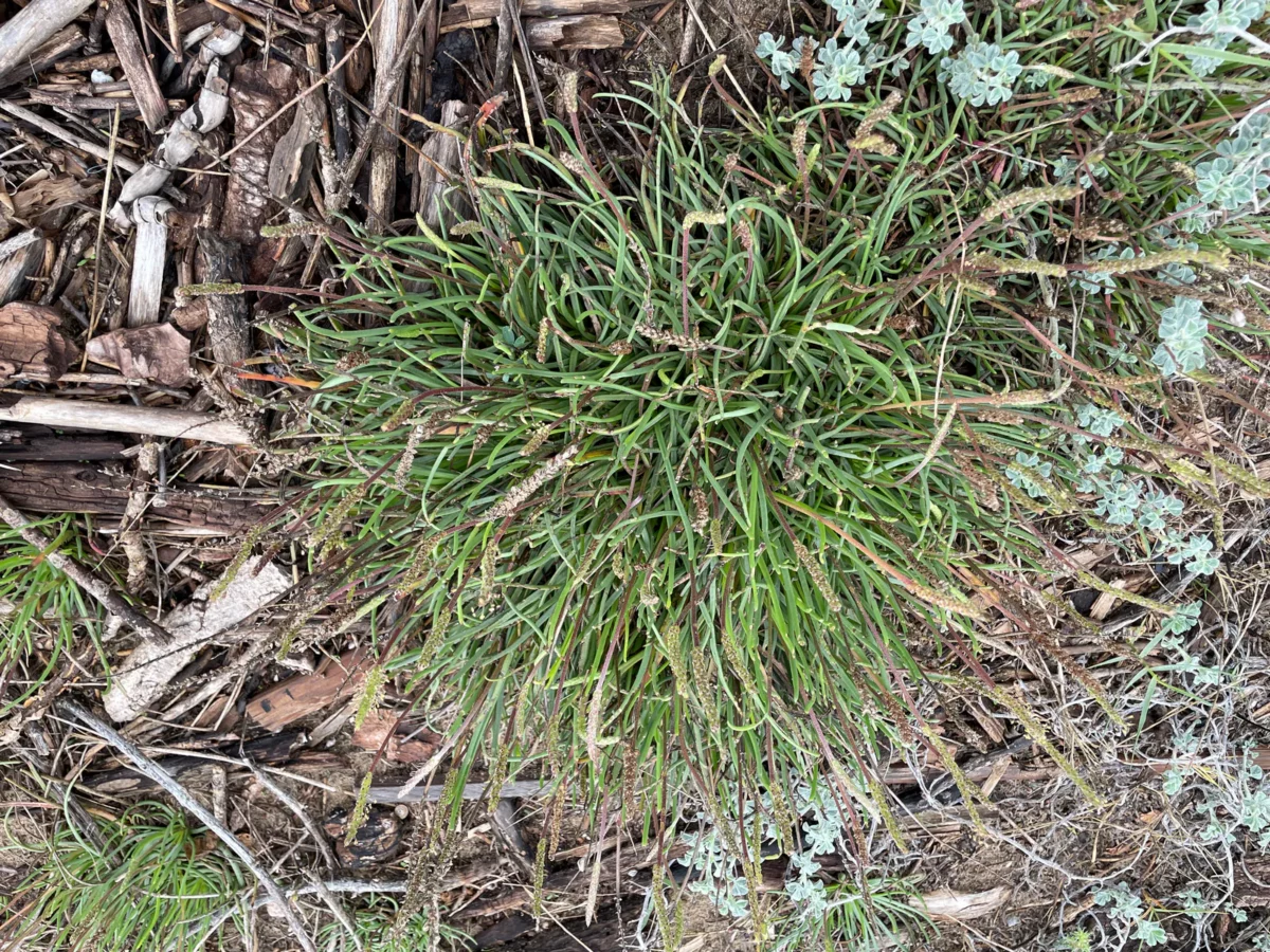 plantago maritima
